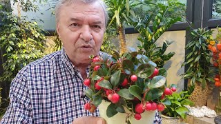 Planta cu fructe pe masa de Sărbători Gaultheria procumbens este vedeta [upl. by Nylle]