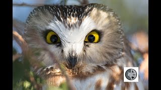 Northern Sawwhet Owl [upl. by Assi]