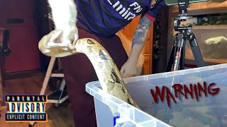 Boa Constrictor BCI  feeding highlights 🎬 210924 [upl. by Navap]