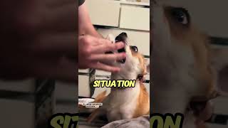 Alert You Wont Believe What Came Out of This Dogs Throat [upl. by Linis]