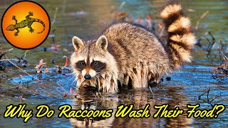 Why Do Raccoons Wash Their Food [upl. by Sansone]