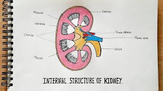 Full details Internal Structure of Kidney drawing  step by step [upl. by Almeria616]