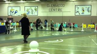 Emma Schipperke conformation show port alberni 2011 096MOV [upl. by Aneeroc]