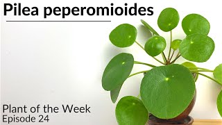 How To Care For Pilea peperomioides  Plant Of The Week Ep 24 [upl. by Essile]