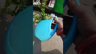 LIVE 🌹Rose plant November Care  Bina Maali ka Garden  Organic Terrace Gardening Kitchen Waste [upl. by Omsoc]