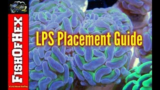 Beginner Guide To LPS Placement In A Reef Tank [upl. by Sirois703]