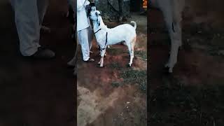 Desi goat farming ❤️♥️🌹🥀🐏🐏trending video [upl. by Holms805]