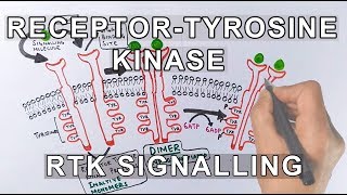 Receptor Tyrosine Kinase  RTK Signalling [upl. by Pearla]