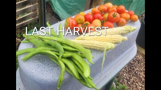 ALLOTMENT HARVEST  ALLOTMENT UK [upl. by Ihcalam644]