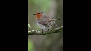 Exploring the Rainford Nature Reserve near Liverpool UK with my Olympus OM1 and 100400mm M Zuiko [upl. by Itnuahsa]