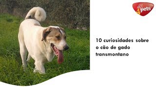 10 curiosidades sobre o cão de gado transmontano [upl. by Ganiats569]