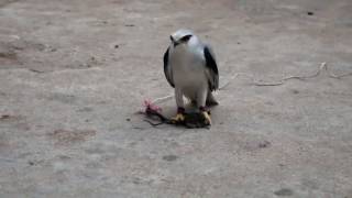 Black shouldered Kite Hunt Mouse Black Wing Kite [upl. by Ahsataj126]