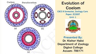 Evolution of Coelom CBCS II Semester Zoology Core [upl. by Cohl]