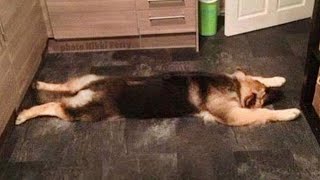 Funniest German Shepherd Videos Are Sure To Brighten Your Mood [upl. by Aicissej187]