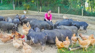 Take Care Of Livestock On The Farm Harvest Sugarcane Goes To Market Sell [upl. by Adnahsar]