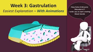 Gastrulation  Human Embryology  3rd Week Animated  MedicoVisual [upl. by Anelram]