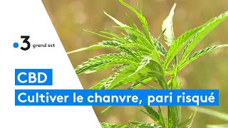 CBD  se lancer dans la culture du chanvre en ChampagneArdenne [upl. by Nial]