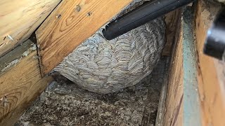 MASSIVE Yellow Jacket Wasp Nest Inside Attic  Wasp Nest Removal [upl. by Icats]