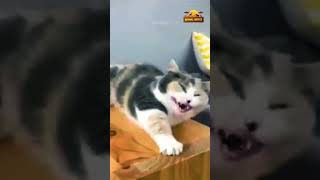 When Pets Fail It’s Hilarious 🐱😂  shorts funny cat dog [upl. by Kcinnay]