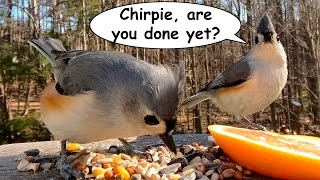 Meet Chirpie the Tufted Titmouse Listen to Her Beautiful Songs and Calls [upl. by Ahsonek]