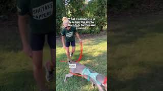 reactive weimaraner animalowner dogs dogtraining dogowner reactivity [upl. by Narah]