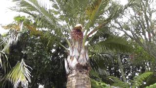 Jubaea Chilensis Flowering for the first time [upl. by Jentoft]