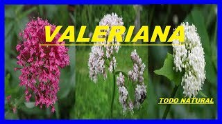 valeriana beneficios y contraindicaciones [upl. by Gilba]