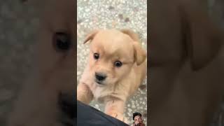 Baby dogcute puppy barking4k viral short reels quiz [upl. by Velick]