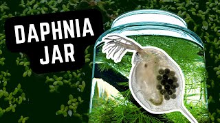 How To Grow Live Food for Guppies 🐟 Daphnia Culture Ecosystem in a Jar aquarium guppy fishtank [upl. by Hadsall]