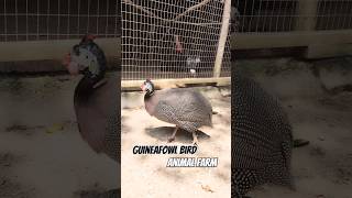 Guineafowl Bird  Animal Farm birds 🐦🦜 [upl. by Aekahs386]