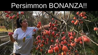 Persimmon BONANZA fruit from our family of Persimmon trees [upl. by Ahcsas472]