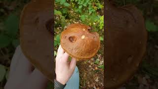 September Mushrooms UK 🍄 foraging wildfood mushroom mario [upl. by Saeger]