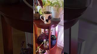 Take a look at my indoor garden journey so far 🌱 indoorgardens indoorplants garden gardening [upl. by Novah305]