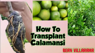 Tips For Transplanting Calamansi How to Marcot Calamansi How To Transplant Calamondin [upl. by Nivlen]