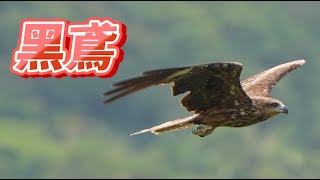 黑鳶好近窗外鳥世界Milvus migrans20230730 [upl. by Halludba855]