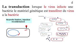 TRANSFERT DE MATERIEL GENETIQUE CHEZ LA BACTERIE [upl. by Moureaux]