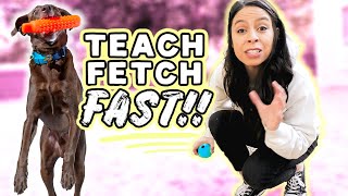 TRAIN YOUR DOG FETCH FAST 🐶 NEW 3 Step Strategy that works on any dog [upl. by Brade]