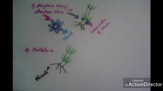 Vegetative Reproduction Chara sp [upl. by Nathaniel690]