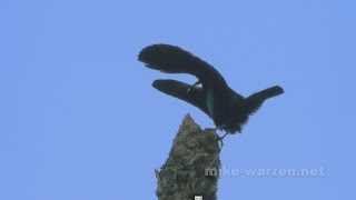 Victorias Rifle Bird  North Queensland Rainforest [upl. by Suhpesoj372]