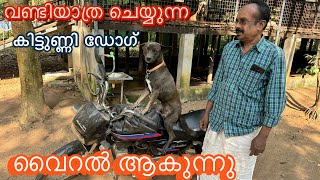 വൈറൽ ഡോഗ് വണ്ടിയിൽ നിന്നും ചാടുമോ viral dog malayalam [upl. by Ahsienot176]