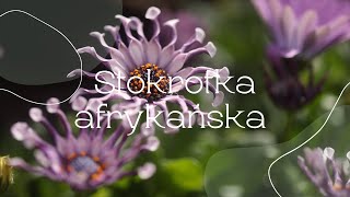 Stokrotka afrykańska Osteospermum Nasadzenia na słońce [upl. by Aras]