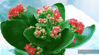 Kalanchoe Flower Plant In Winter Season [upl. by Winfield]