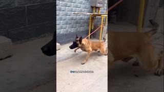 Dog is great shorts dog loyaldog honestdog deepmeaning pets [upl. by Lambert]