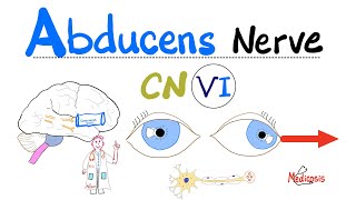 Abducens Nerve  Cranial Nerve 6 CN VI  Cavernous Sinus Syndrome Pseudotumor cerebri [upl. by Auoh]