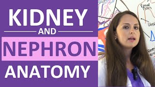 Kidney and Nephron Anatomy Structure Function  Renal Function System [upl. by Emyam]