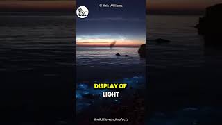 Glowing Water Of The Beach bio luminescence effect [upl. by Prochoras141]