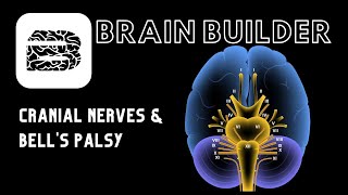 Cranial Nerves and Bells Palsy  Real Anatomy [upl. by Oicangi42]