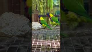 Rosenbergs Lorikeet Trichoglossus haematodus rosenbergii Lori mnohobarvý biakský [upl. by Llerref]