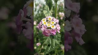 Lantana camara medicinal plant song [upl. by Yatzeck]