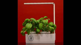 Urban Plant Growers  Basil Growth in Indoor Smart Garden [upl. by Fricke]